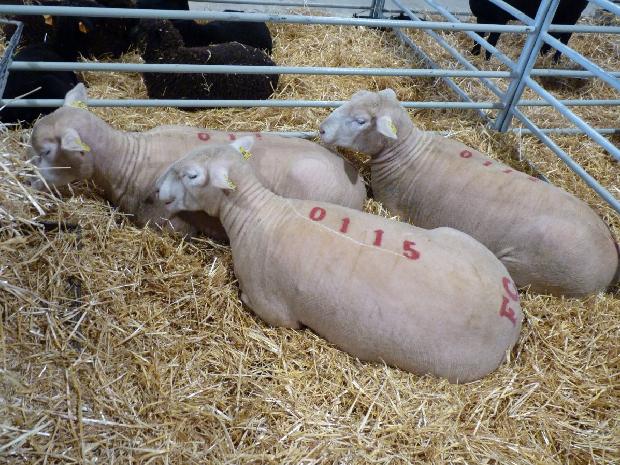 Ovelhas Ile-de-France