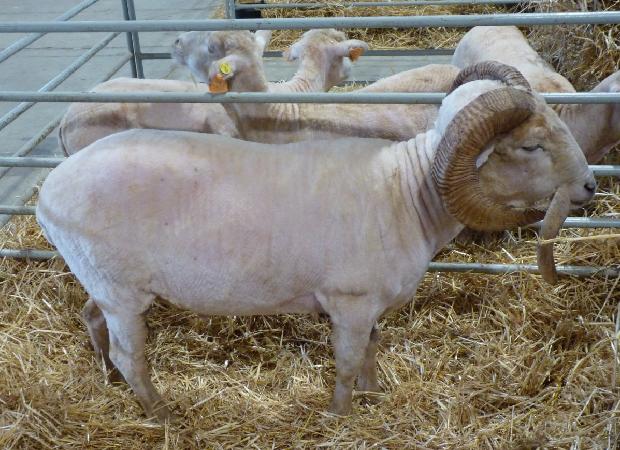 Carneiro raça Campaniça