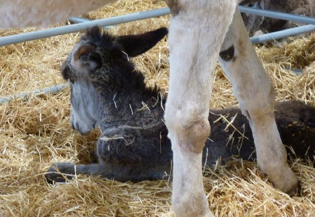 Cria de Burro Andaluz