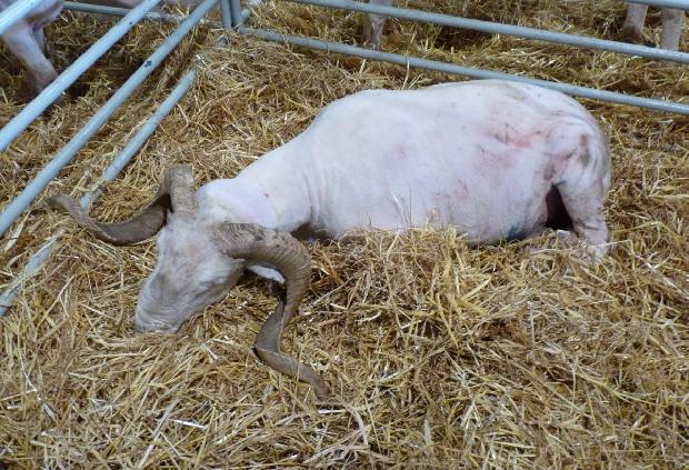 Ovelha Merina Branca