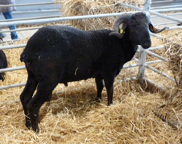 Carneiro raça Merina Preta