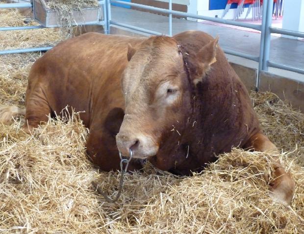 Touro Raça Limousine