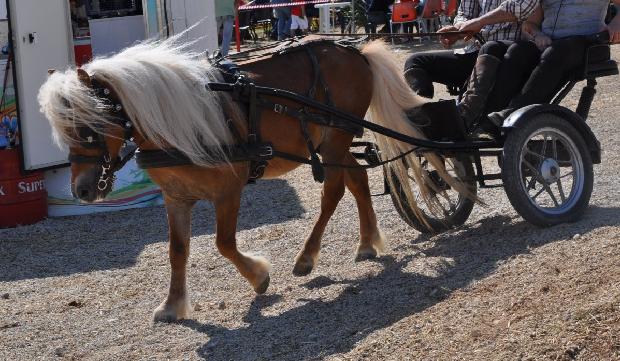Pónei Shetland engatado