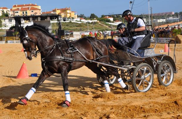 Atrelagem 1 cavalo - Porto Salvo 2012