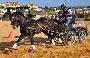 Atrelagem 1 cavalo - Porto Salvo 2012