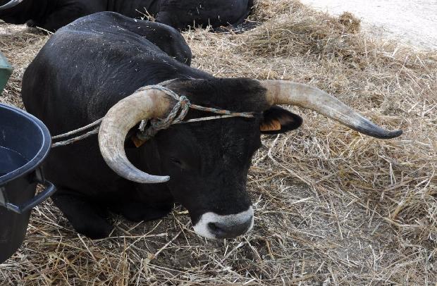 Vaca Maronesa