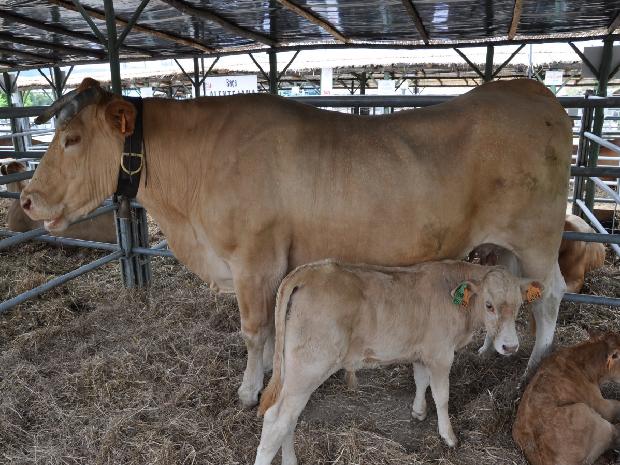 Vaca Blonde D`Aquitaine