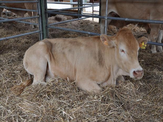 Vaca Blonde D`Aquitaine