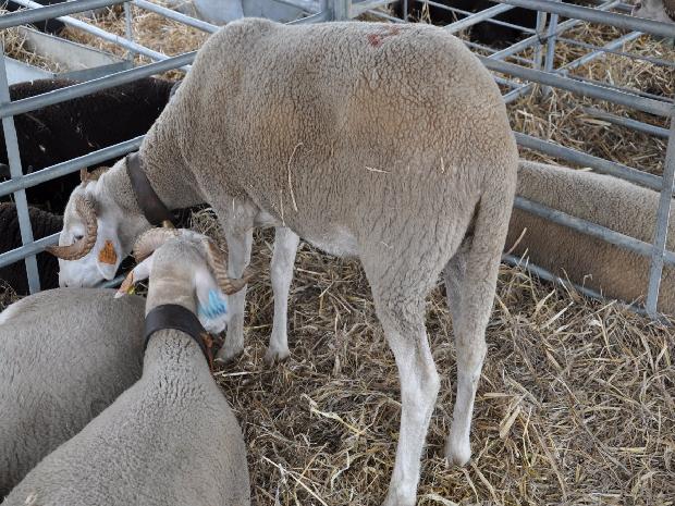 Ovelha Serra da Estrela