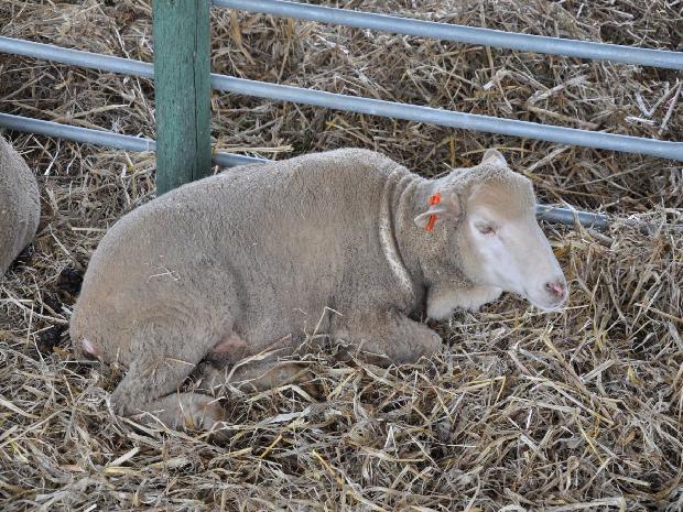 Ovelha Merina da Beira Baixa