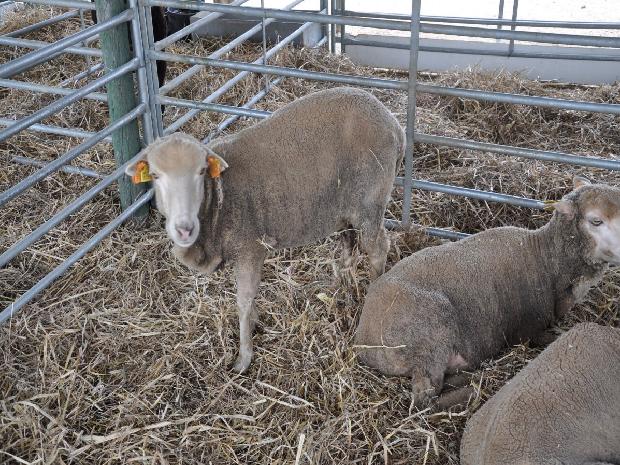 Ovelha Merina da Beira Baixa
