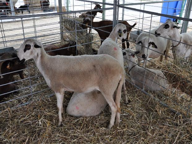 Ovelha Churra Galega Bragançana