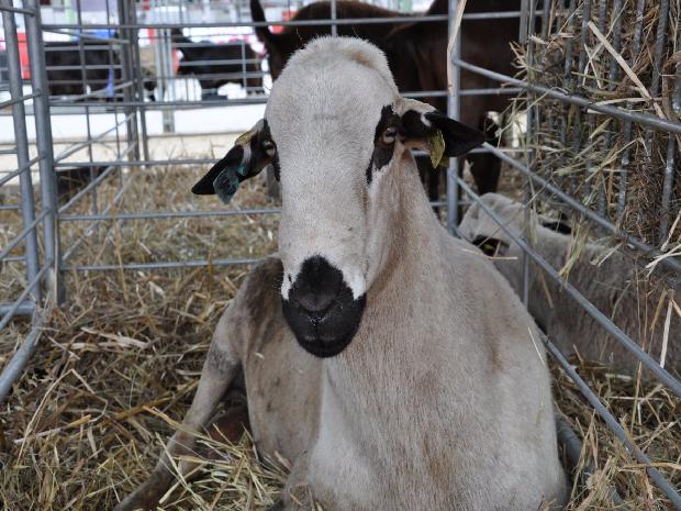 Ovelha Churra Galega Bragançana