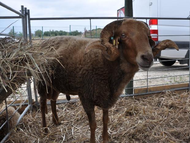 Ovelha Churra Badana