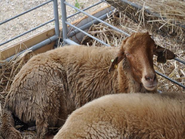 Ovelha Churra Badana