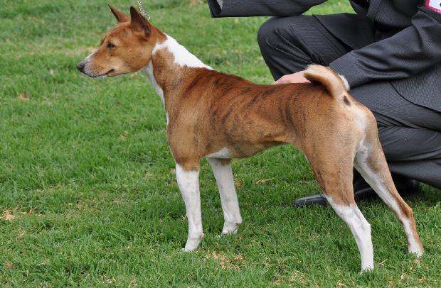 Basenji