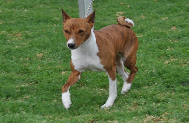 Basenji