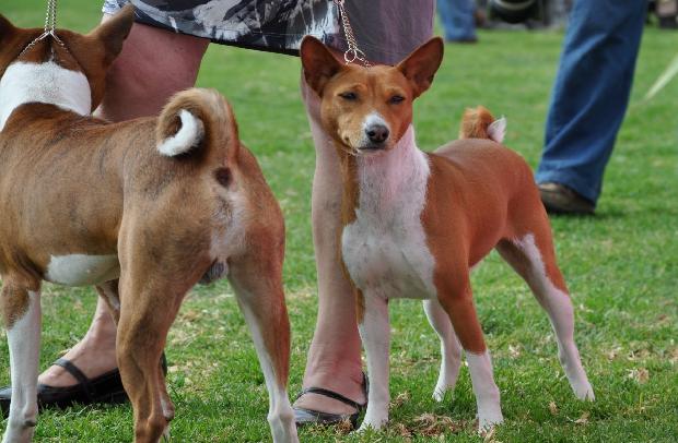 Basenji