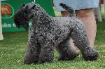 Cães