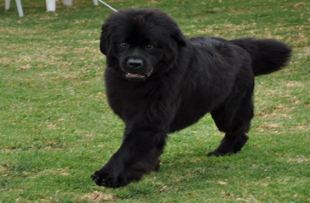 Cão da Terra Nova