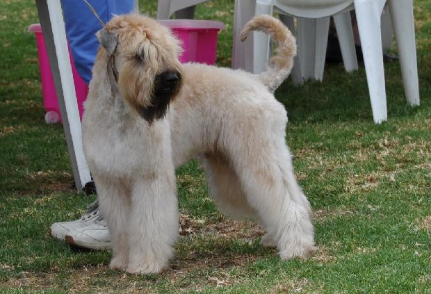 Soft Coated Wheaten Terrier