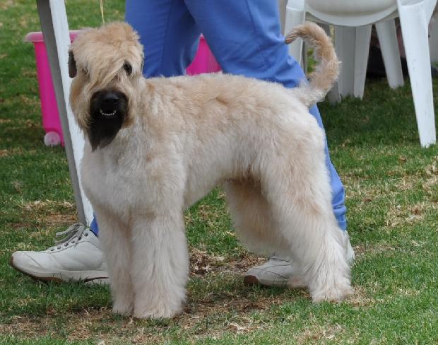 Soft Coated Wheaten Terrier