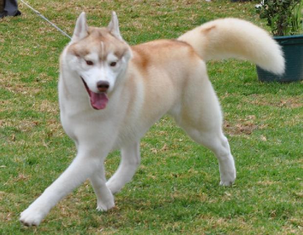Husky Siberiano