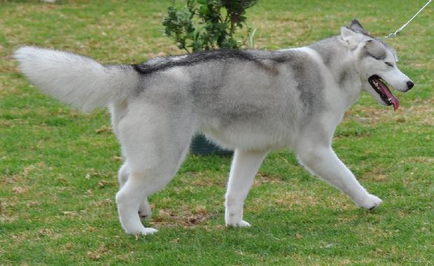 Husky Siberiano