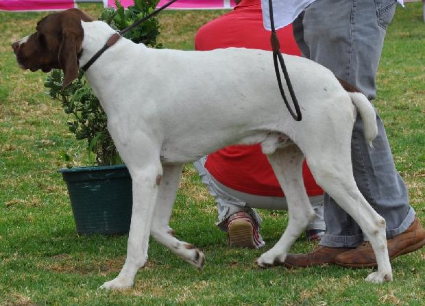 Braco Francês Tipo Gascónia