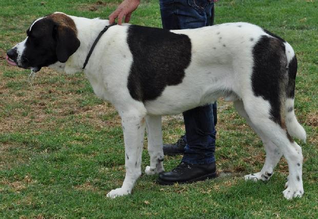 Cão de Gado Transmontano