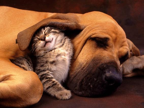 Cão e gato