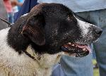 Cães
