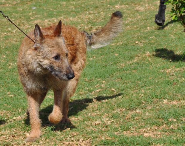 Pastor Belga Laekenois