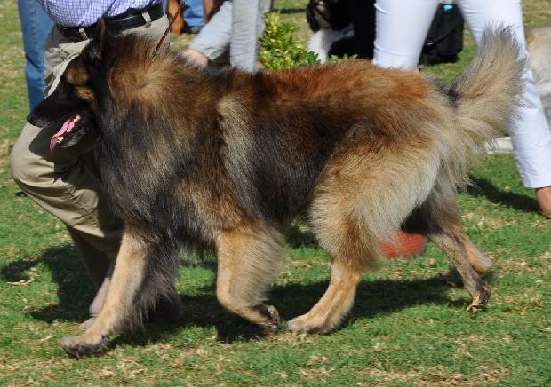 Pastor Belga Tervueren