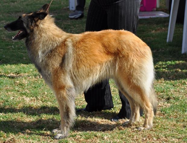 Pastor Belga Tervueren