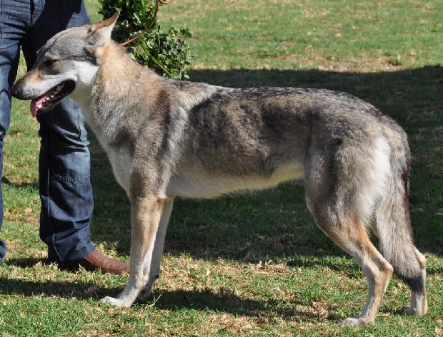 Cão Lobo Checoslovaco