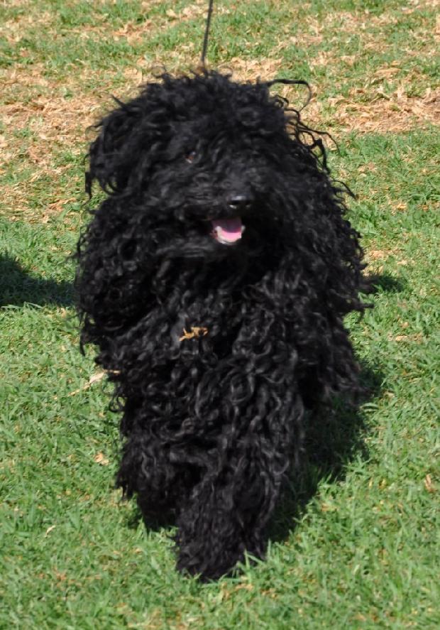 Puli