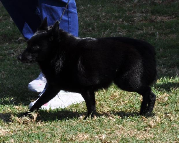 Schipperke