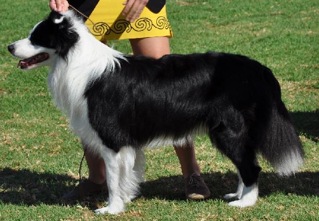 Border Collie