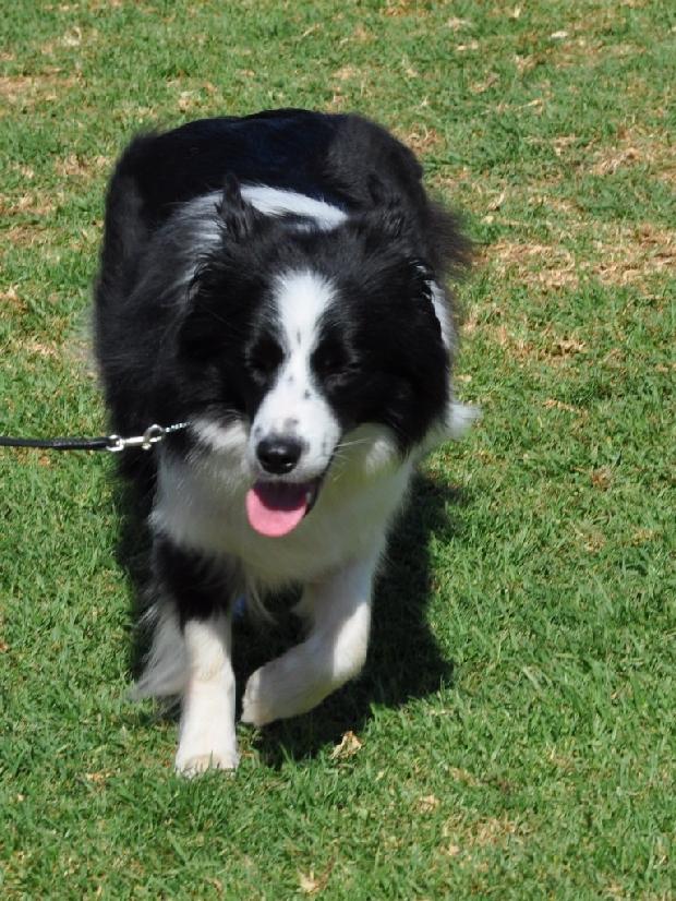 Border Collie