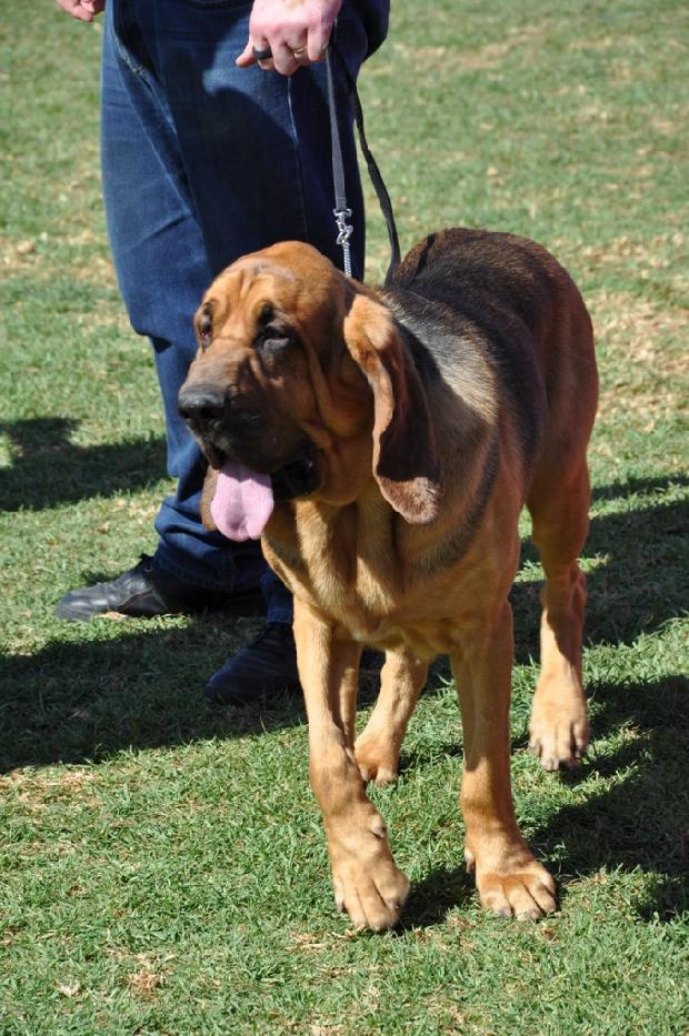 Cão de Santo Huberto