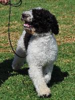 Cães