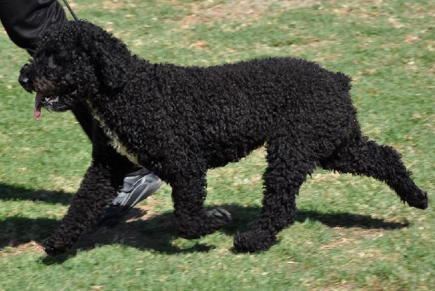 Cão de Água Espanhol