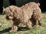 Cães