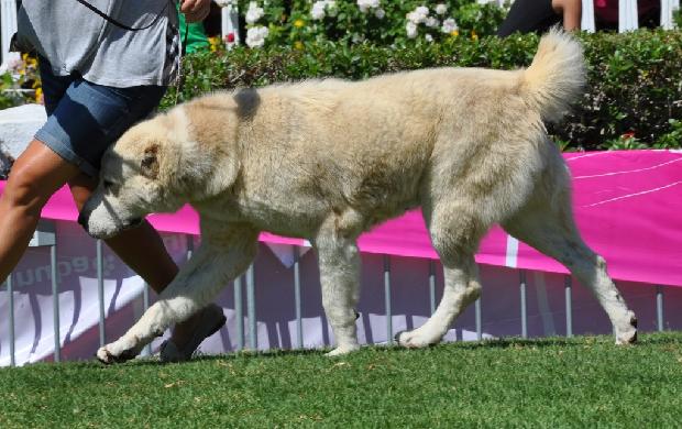 Cão de Pastor da Ásia Central