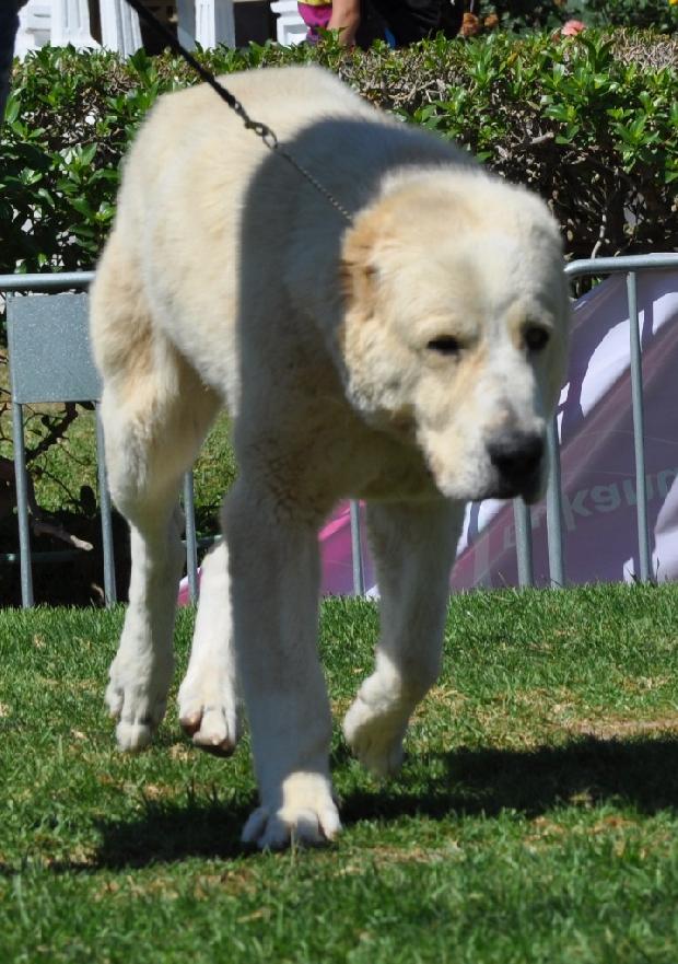 Cão de Pastor da Ásia Central