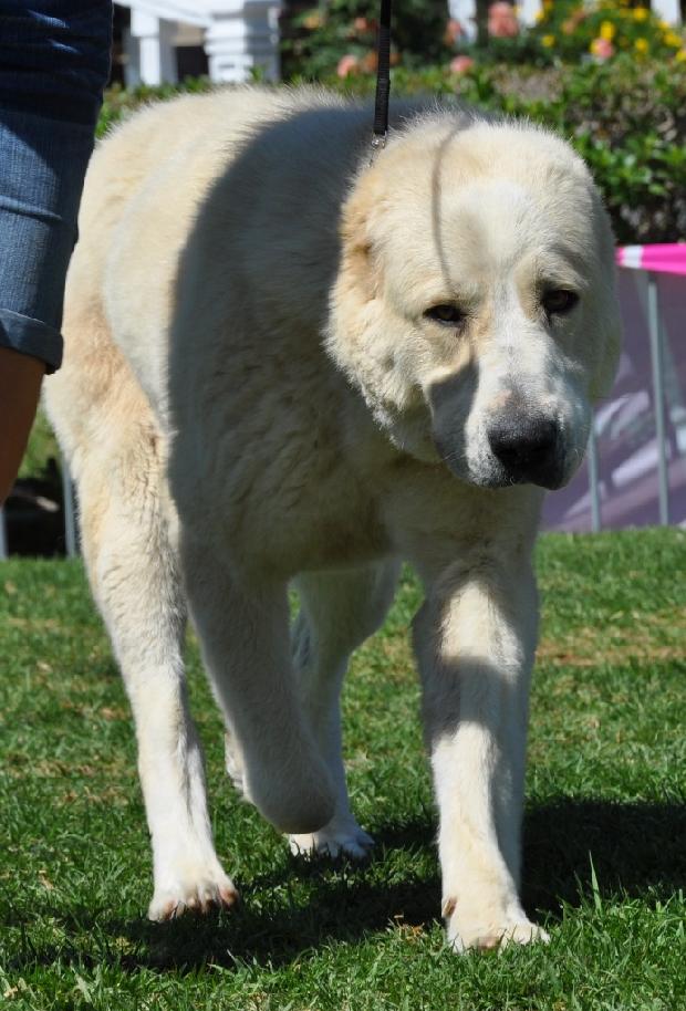 Cão de Pastor da Ásia Central