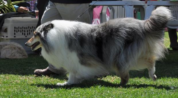 Collie de Pêlo Comprido