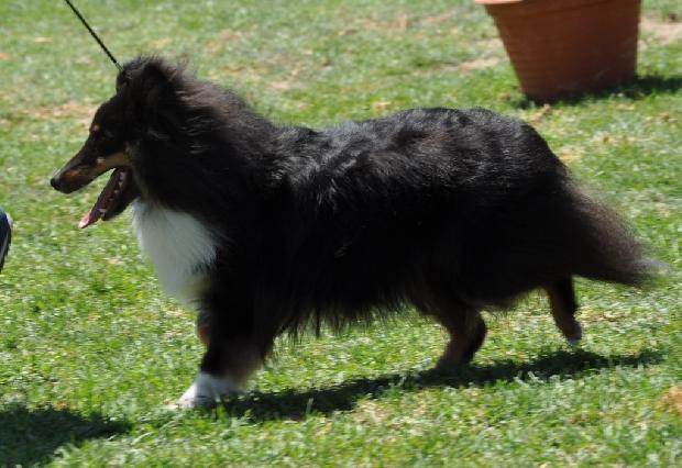 Cão de Pastor das Shetland
