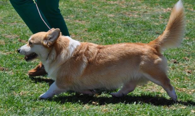 Welsh Corgi Pembroke